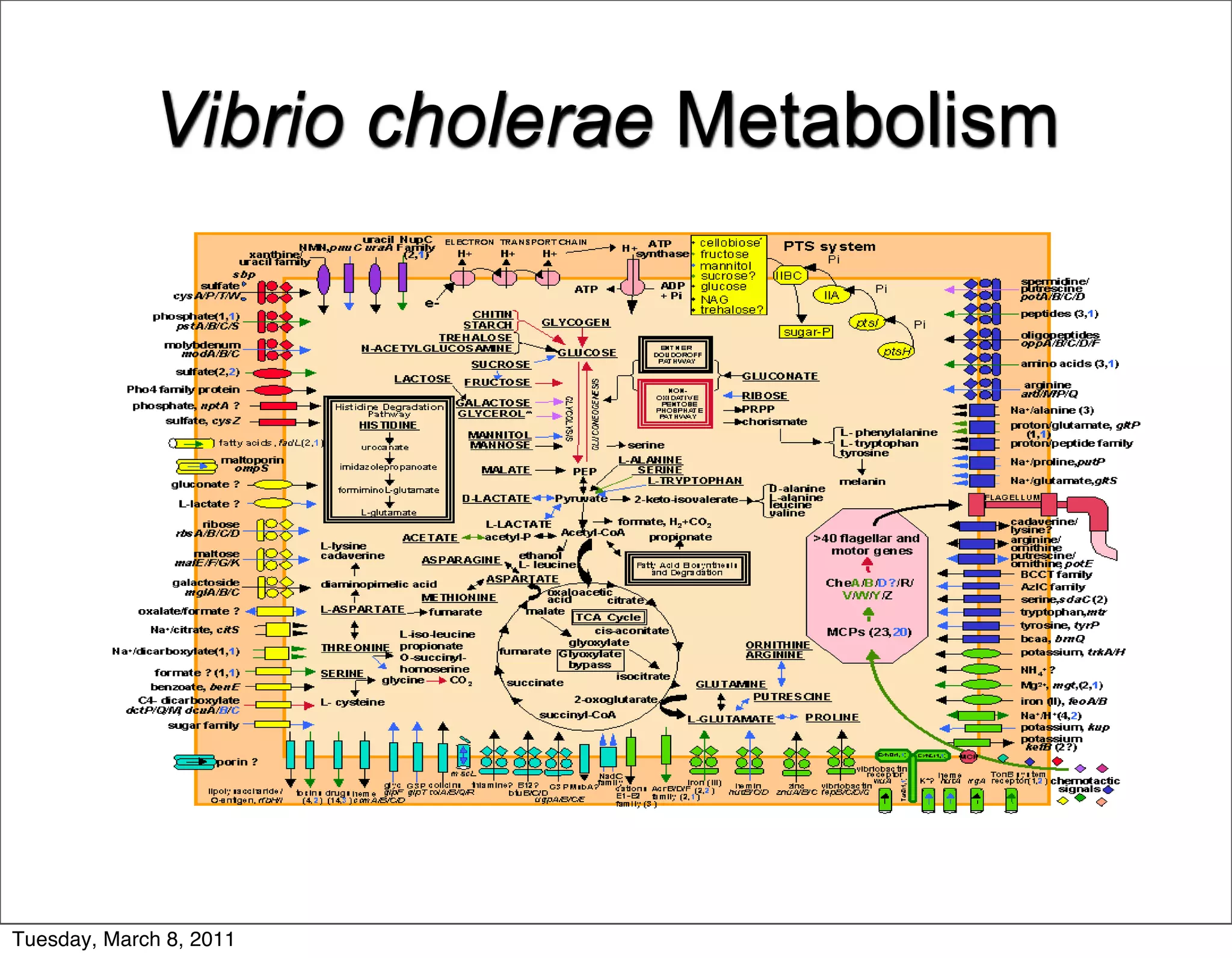 Vibrio cholerae Metabolism




Tuesday, March 8, 2011
 