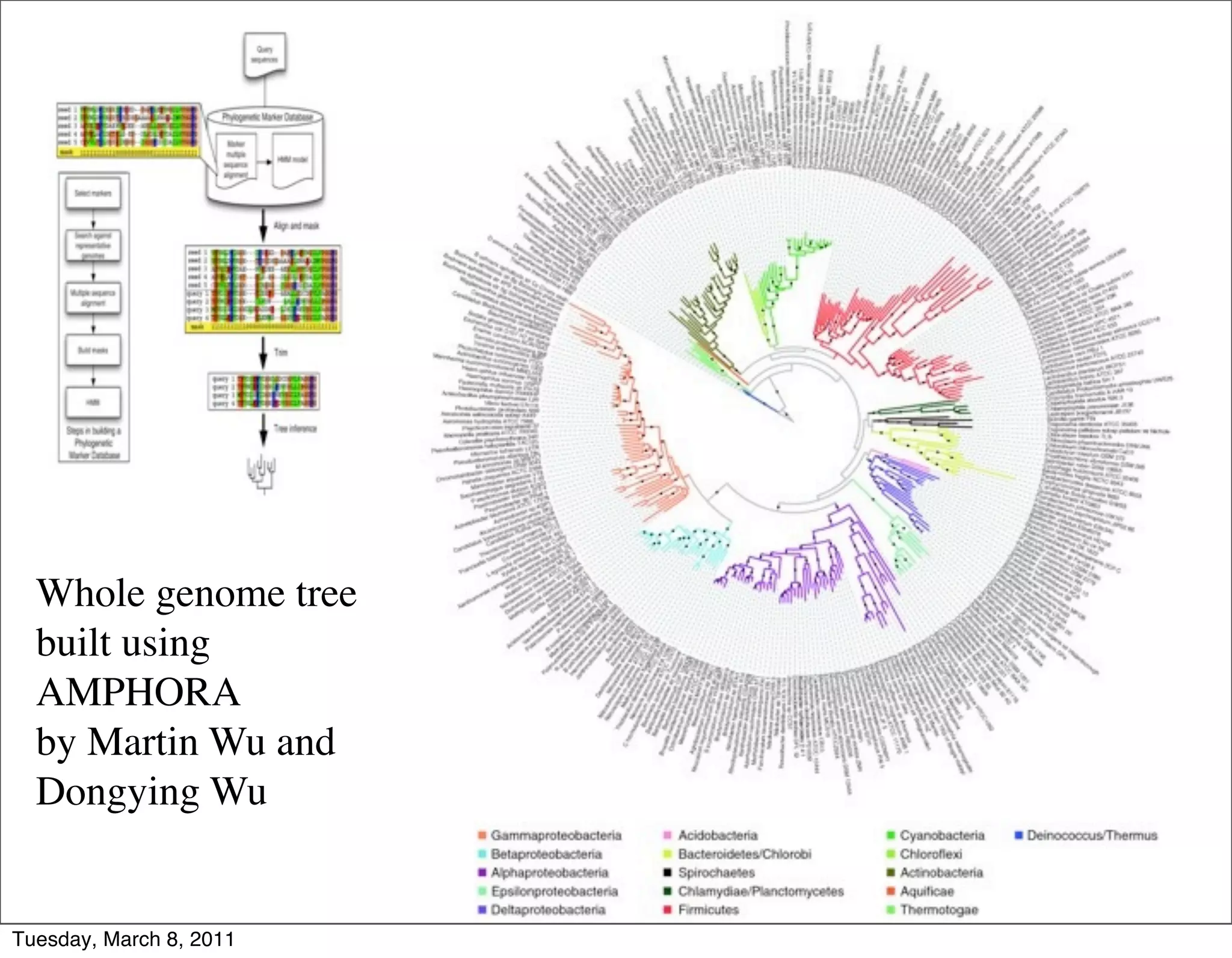 Wh




  Whole genome tree
  built using
  AMPHORA
  by Martin Wu and
  Dongying Wu


Tuesday, March 8, 2011
 