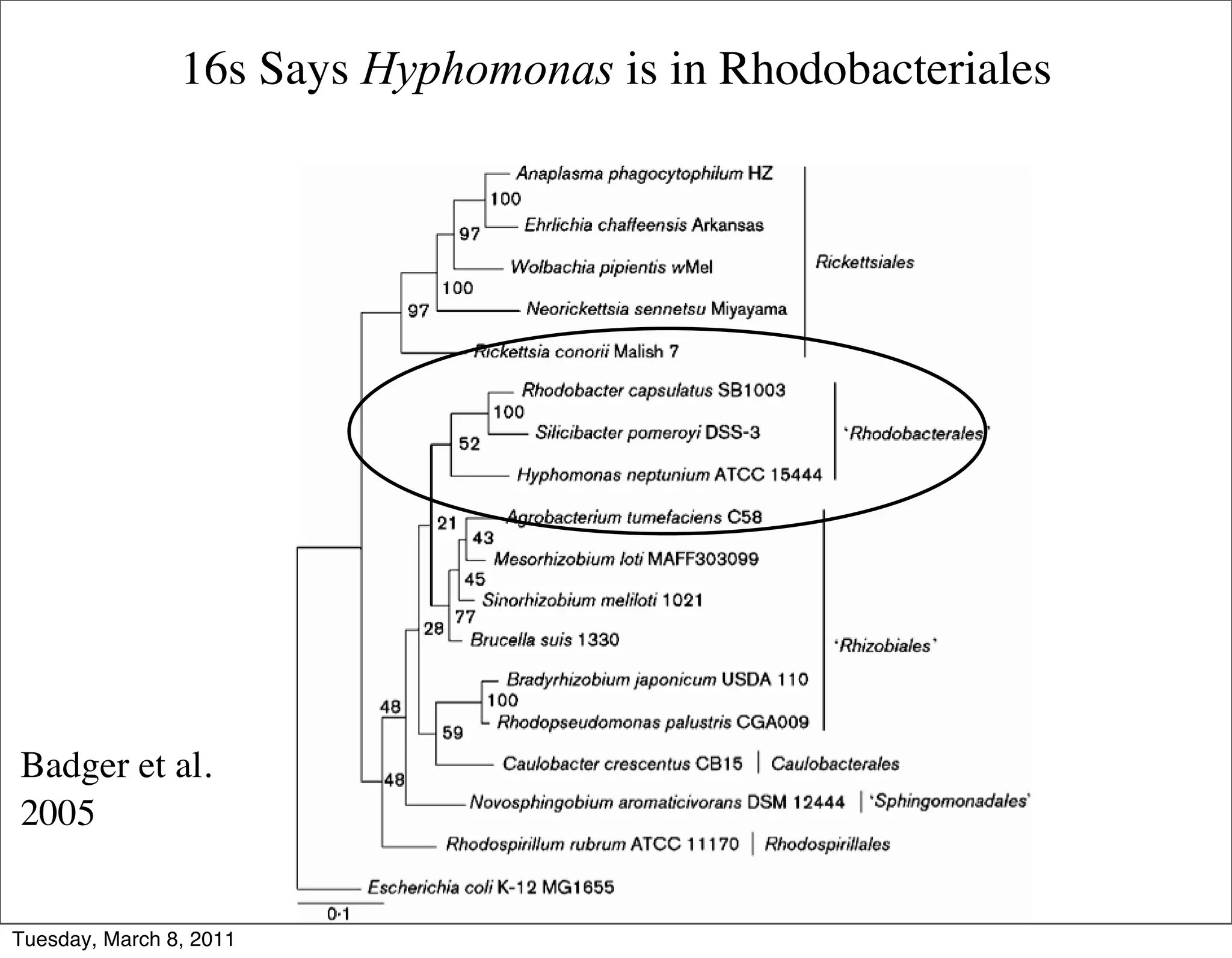 16s Says Hyphomonas is in Rhodobacteriales




Badger et al.
2005


Tuesday, March 8, 2011
 