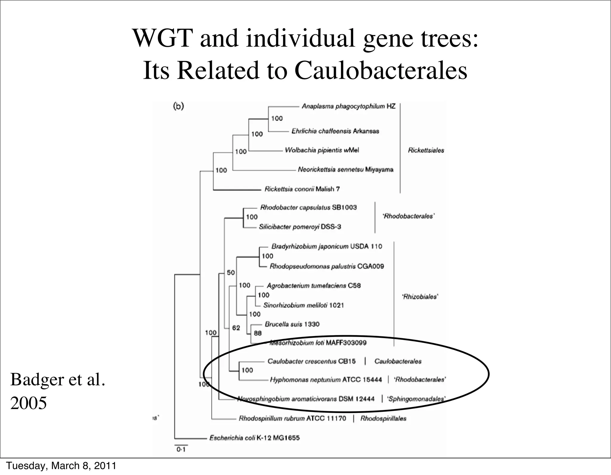WGT and individual gene trees:
                         Its Related to Caulobacterales




Badger et al.
2005


Tuesday, March 8, 2011
 