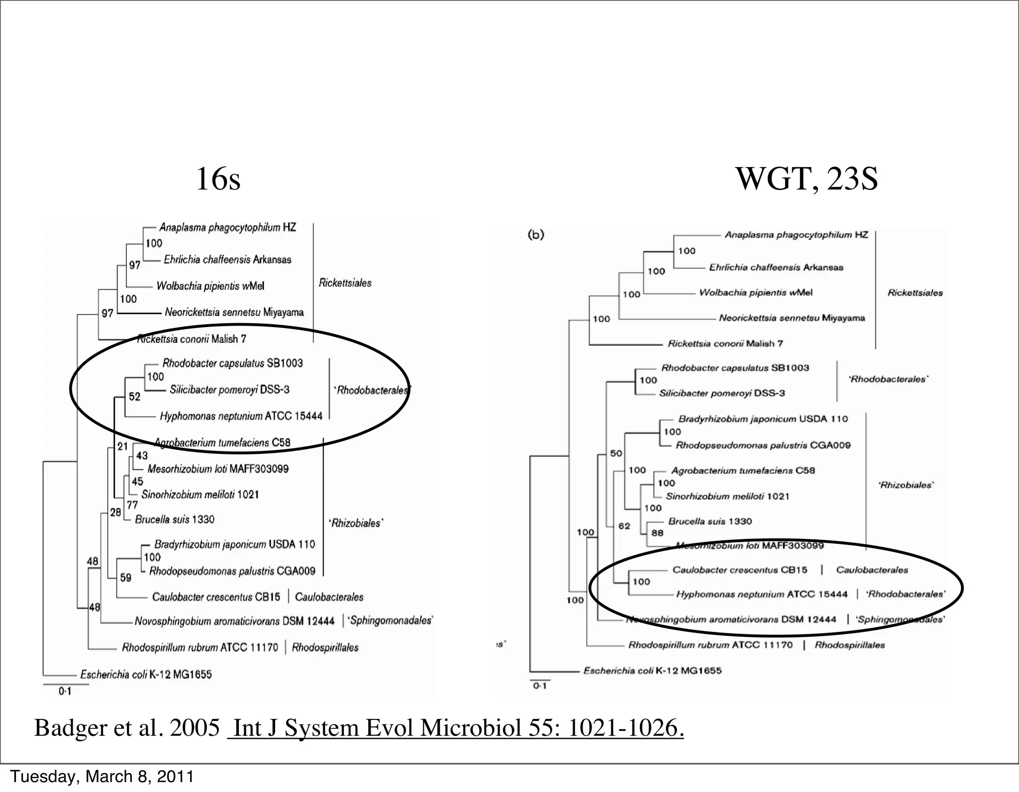 16s                                          WGT, 23S




  Badger et al. 2005 Int J System Evol Microbiol 55: 1021-1026.
Tuesday, March 8, 2011
 