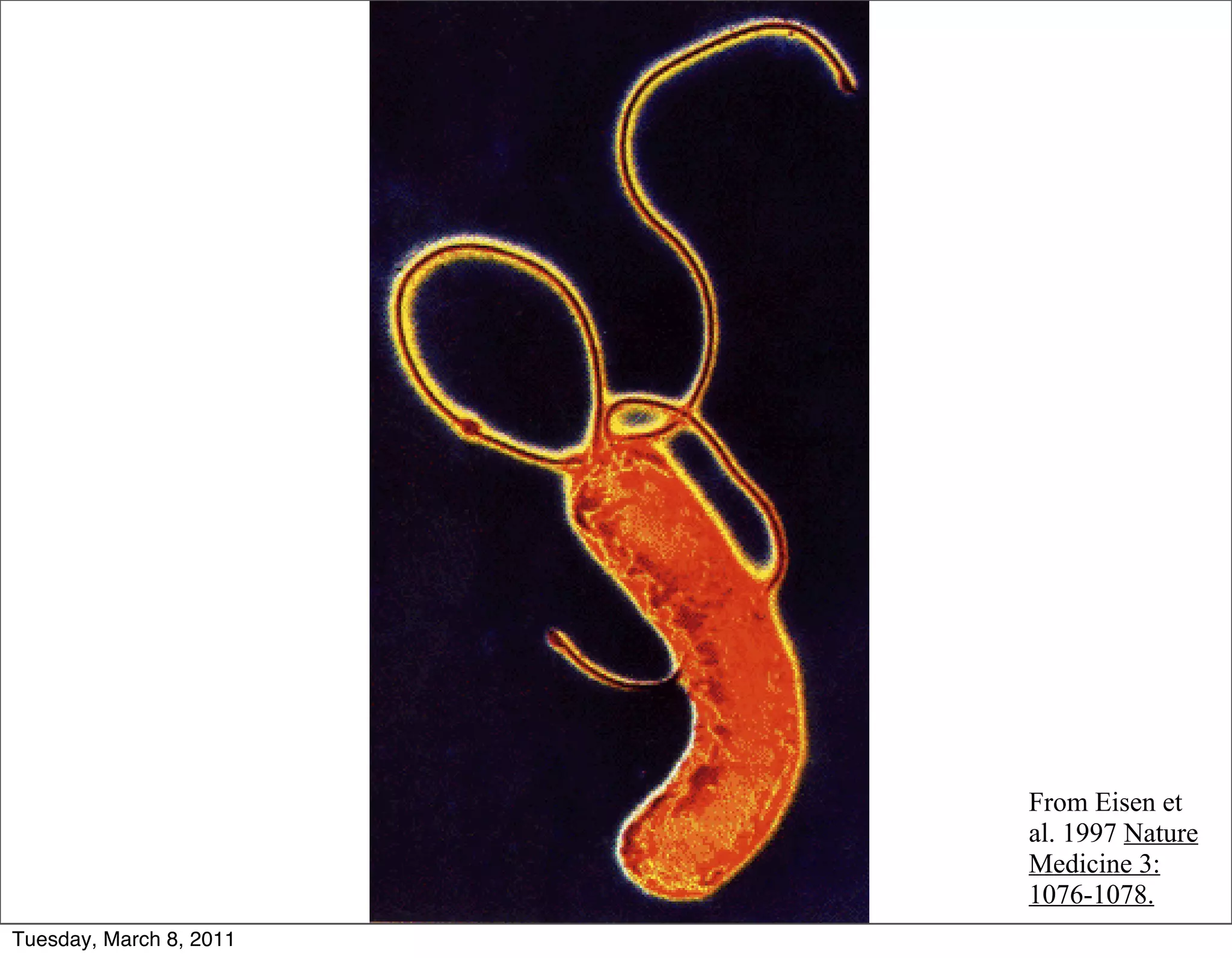 From Eisen et
                         al. 1997 Nature
                         Medicine 3:
                         1076-1078.
Tuesday, March 8, 2011
 