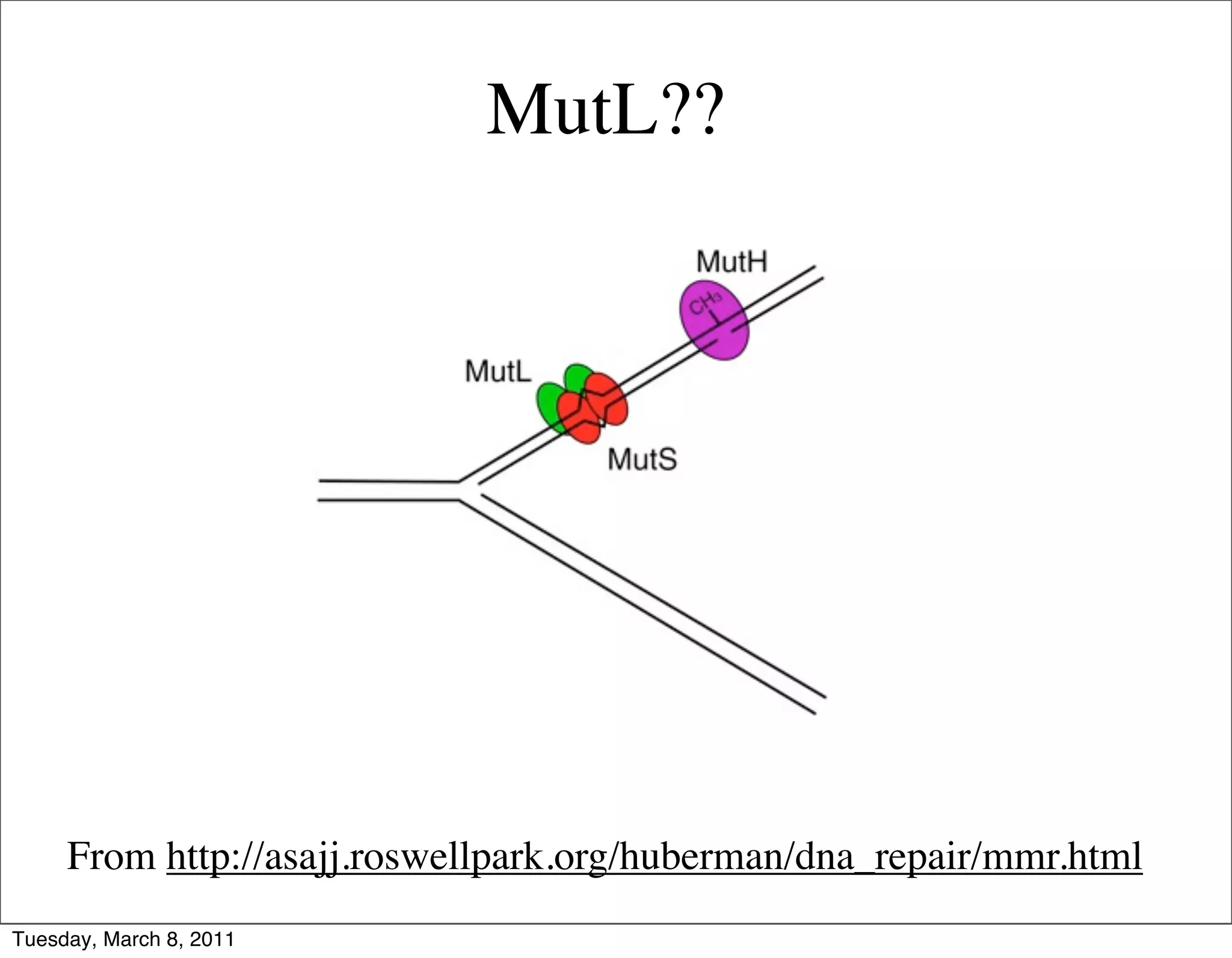 MutL??




     From http://asajj.roswellpark.org/huberman/dna_repair/mmr.html
Tuesday, March 8, 2011
 
