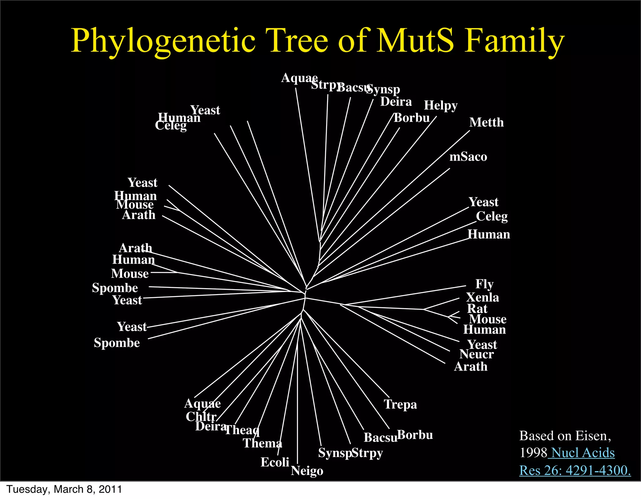 Phylogenetic Tree of MutS Family
                                              Aquae
                                                  Strpy
                                                      Bacsu
                                                          Synsp
                                                            Deira Helpy
                                 Yeast
                           Human                              Borbu     Metth
                           Celeg

                                                                           mSaco
                      Yeast
                    Human                                                    Yeast
                    Mouse
                     Arath                                                    Celeg
                                                                             Human
                    Arath
                   Human
                   Mouse
                Spombe                                                        Fly
                   Yeast                                                     Xenla
                                                                             Rat
                                                                             Mouse
                   Yeast                                                    Human
                Spombe                                                       Yeast
                                                                            Neucr
                                                                           Arath

                               Aquae                            Trepa
                               Chltr
                                DeiraTheaq
                                       Thema                  BacsuBorbu              Based on Eisen,
                                                       SynspStrpy                     1998 Nucl Acids
                                           Ecoli
                                                   Neigo                              Res 26: 4291-4300.
Tuesday, March 8, 2011
 