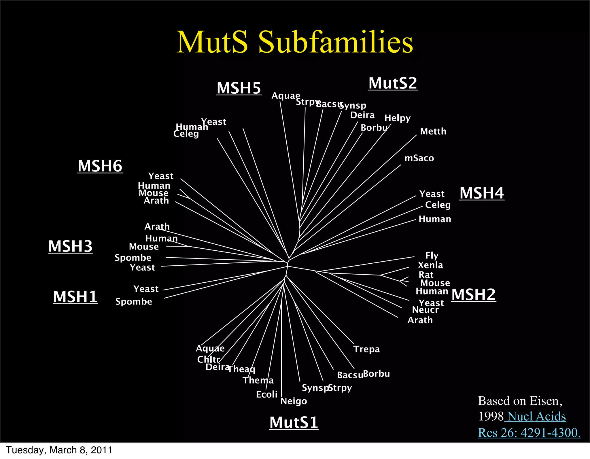 MutS Subfamilies
                                            MSH5                        MutS2
                                                     Aquae
                                                         Strpy
                                                             Bacsu
                                                                 Synsp
                                                                   Deira Helpy
                                          Yeast
                                    Human                            Borbu        Metth
                                    Celeg

                                                                                mSaco
              MSH6             Yeast
                             Human
                             Mouse
                              Arath
                                                                                  Yeast    MSH4
                                                                                   Celeg
                                                                                  Human
                               Arath
                               Human
        MSH3                Mouse
                                                                                    Fly
                         Spombe
                            Yeast                                                 Xenla
                                                                                  Rat
                                                                                   Mouse
                            Yeast
         MSH1            Spombe
                                                                                  Human
                                                                                  Yeast
                                                                                           MSH2
                                                                                 Neucr
                                                                                Arath


                                        Aquae                        Trepa
                                        Chltr
                                          Deira
                                              Theaq
                                                                   BacsuBorbu
                                                 Thema
                                                            SynspStrpy
                                                  Ecoli
                                                        Neigo                                Based on Eisen,
                                                                                             1998 Nucl Acids
                                                     MutS1
                                                                                             Res 26: 4291-4300.
Tuesday, March 8, 2011
 