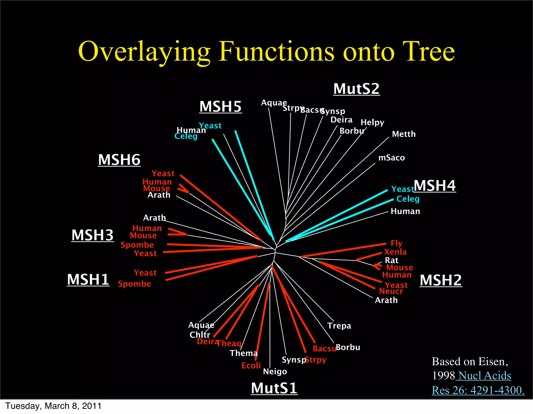Overlaying Functions onto Tree
                                                                        MutS2
                                           MSH5           Aquae
                                                              Strpy
                                                                  Bacsu
                                                                      Synsp
                                                                        Deira Helpy
                                            Yeast
                                      Human                               Borbu     Metth
                                      Celeg


                     MSH6                                                         mSaco
                                Yeast
                              Human
                              Mouse
                               Arath
                                                                                     YeastMSH4
                                                                                      Celeg
                                                                                     Human
                              Arath
                           Human
              MSH3         Mouse
                                                                                      Fly
                         Spombe
                            Yeast                                                   Xenla
                                                                                    Rat
                                                                                     Mouse
                            Yeast                                                   Human
             MSH1        Spombe                                                     Yeast    MSH2
                                                                                   Neucr
                                                                                  Arath


                                         Aquae                         Trepa
                                         Chltr
                                          DeiraTheaq
                                                                     BacsuBorbu
                                                  Thema
                                                              SynspStrpy                      Based on Eisen,
                                                    Ecoli
                                                          Neigo
                                                                                              1998 Nucl Acids
                                                      MutS1                                   Res 26: 4291-4300.
Tuesday, March 8, 2011
 
