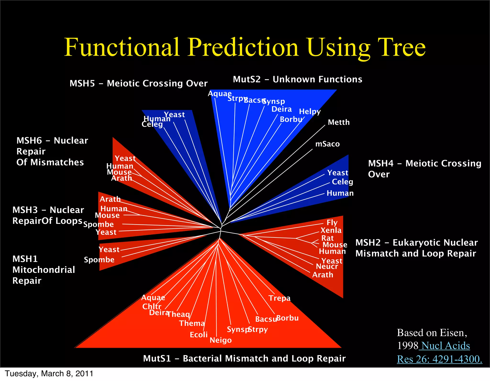 Functional Prediction Using Tree
               MSH5 - Meiotic Crossing Over                MutS2 - Unknown Functions
                                                     Aquae
                                                         Strpy
                                                             Bacsu
                                                                 Synsp
                                                                   Deira Helpy
                                         Yeast
                                   Human                             Borbu     Metth
                                   Celeg

  MSH6 - Nuclear                                                               mSaco
  Repair
                           Yeast
  Of Mismatches          Human                                                               MSH4 - Meiotic Crossing
                         Mouse                                                    Yeast      Over
                          Arath                                                    Celeg
                                                                                  Human
                    Arath
 MSH3 - Nuclear     Human
                  Mouse
 RepairOf Loops Spombe                                                             Fly
                   Yeast                                                         Xenla
                                                                                 Rat
                                                                                  Mouse    MSH2 - Eukaryotic Nuclear
                      Yeast                                                      Human     Mismatch and Loop Repair
 MSH1              Spombe                                                        Yeast
                                                                                Neucr
 Mitochondrial
                                                                               Arath
 Repair
                                   Aquae                            Trepa
                                   Chltr
                                    DeiraTheaq
                                                                  BacsuBorbu
                                            Thema
                                                           SynspStrpy
                                                 Ecoli                                             Based on Eisen,
                                                       Neigo
                                                                                                   1998 Nucl Acids
                                   MutS1 - Bacterial Mismatch and Loop Repair                      Res 26: 4291-4300.
Tuesday, March 8, 2011
 