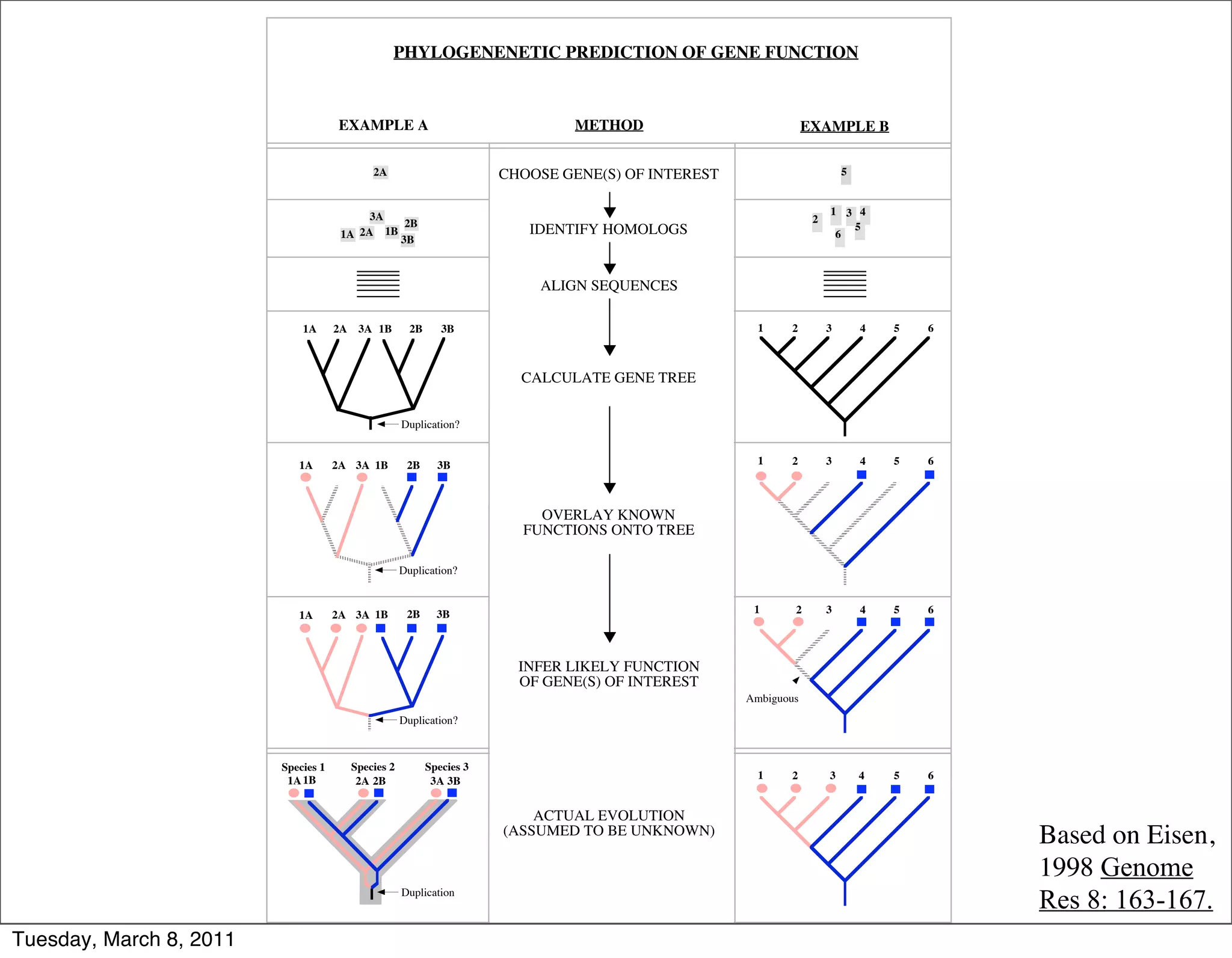 PHYLOGENENETIC PREDICTION OF GENE FUNCTION



                                     EXAMPLE A                                   METHOD                           EXAMPLE B

                                              2A                         CHOOSE GENE(S) OF INTEREST                        5


                                           3A                                                                          1 3 4
                                                2B                                                                 2
                                                                            IDENTIFY HOMOLOGS                             5
                                      1A 2A 1B 3B                                                                       6



                                                                             ALIGN SEQUENCES

                             1A      2A    3A 1B        2B      3B                                      1    2         3       4   5   6



                                                                           CALCULATE GENE TREE


                                                      Duplication?


                            1A       2A 3A 1B          2B      3B                                       1    2         3       4   5   6



                                                                             OVERLAY KNOWN
                                                                           FUNCTIONS ONTO TREE

                                                      Duplication?


                                     2A 3A 1B          2B      3B                                      1      2        3       4   5   6
                            1A



                                                                           INFER LIKELY FUNCTION
                                                                           OF GENE(S) OF INTEREST
                                                                                                      Ambiguous
                                                      Duplication?



                         Species 1        Species 2          Species 3
                          1A 1B            2A 2B              3A 3B                                     1    2         3       4   5   6


                                                                             ACTUAL EVOLUTION
                                                                         (ASSUMED TO BE UNKNOWN)
                                                                                                                                           Based on Eisen,
                                                                                                                                           1998 Genome
                                                      Duplication
                                                                                                                                           Res 8: 163-167.
Tuesday, March 8, 2011
 
