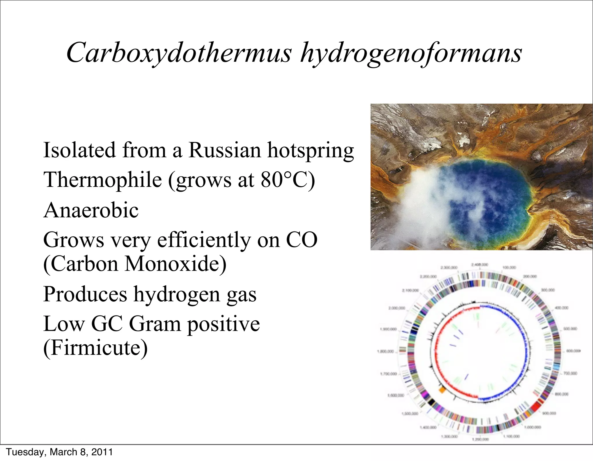 Carboxydothermus hydrogenoformans


   • Isolated from a Russian hotspring
   • Thermophile (grows at 80°C)
   • Anaerobic
   • Grows very efficiently on CO
     (Carbon Monoxide)
   • Produces hydrogen gas
   • Low GC Gram positive
     (Firmicute)
   • Genome Determined (Wu et al.
     2005 PLoS Genetics 1: e65. )

Tuesday, March 8, 2011
 