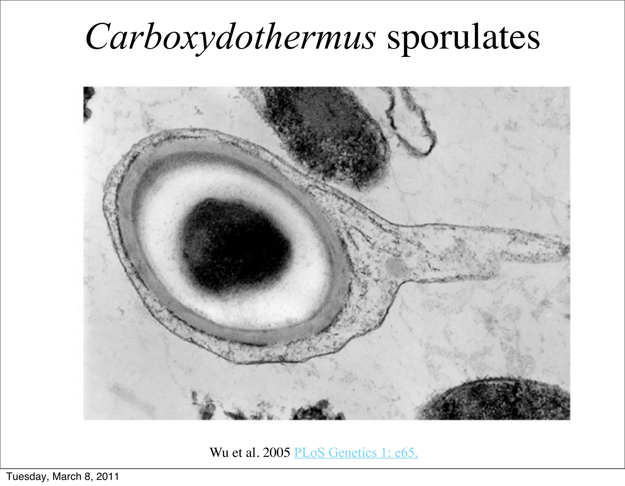 Carboxydothermus sporulates




                         Wu et al. 2005 PLoS Genetics 1: e65.
Tuesday, March 8, 2011
 