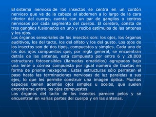 El sistema nervioso de los insectos se centra en un cordón nervioso que va de la cabeza al abdomen a lo largo de la cara inferior del cuerpo, cuenta con un par de ganglios o centros nerviosos por cada segmento del cuerpo. El cerebro, consta de tres ganglios fusionados en uno y recibe estímulos de las antenas y los ojos. Los órganos sensoriales de los insectos son: los ojos, los órganos auditivos, los del tacto, los del olfato y los del gusto. Los ojos de los insectos son de dos tipos, compuestos y simples. Cada uno de los dos ojos compuestos que, por regla general, se encuentran detrás de las antenas, está compuesto por entre 6 y 28.000 estructuras fotosensibles (llamadas omatidios) agrupadas bajo una lente o córnea compuesta por igual número de facetas en forma de prisma hexagonal. Estas estructuras sólo permiten el paso hasta las terminaciones nerviosas de luz paralelas a sus ejes, lo que les permite construir una imagen óptica. Muchas especies tienen además ojos simples u ocelos, que suelen encontrarse entre los ojos compuestos.  Los órganos del tacto de los insectos parecen pelos y se encuentran en varias partes del cuerpo y en las antenas. 
