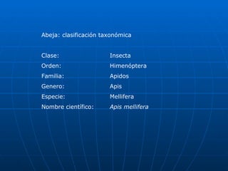 Abeja: clasificación taxonómica Clase:  Insecta Orden:  Himenóptera Familia:  Apidos Genero:  Apis Especie:  Mellifera Nombre científico:  Apis mellifera  