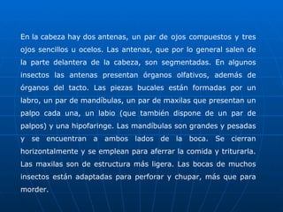En la cabeza hay dos antenas, un par de ojos compuestos y tres ojos sencillos u ocelos. Las antenas, que por lo general salen de la parte delantera de la cabeza, son segmentadas. En algunos insectos las antenas presentan órganos olfativos, además de órganos del tacto. Las piezas bucales están formadas por un labro, un par de mandíbulas, un par de maxilas que presentan un palpo cada una, un labio (que también dispone de un par de palpos) y una hipofaringe. Las mandíbulas son grandes y pesadas y se encuentran a ambos lados de la boca. Se cierran horizontalmente y se emplean para aferrar la comida y triturarla. Las maxilas son de estructura más ligera. Las bocas de muchos insectos están adaptadas para perforar y chupar, más que para morder. 