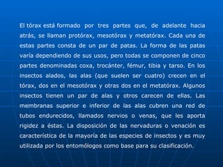 El tórax está formado por tres partes que, de adelante hacia atrás, se llaman protórax, mesotórax y metatórax. Cada una de estas partes consta de un par de patas. La forma de las patas varía dependiendo de sus usos, pero todas se componen de cinco partes denominadas coxa, trocánter, fémur, tibia y tarso. En los insectos alados, las alas (que suelen ser cuatro) crecen en el tórax, dos en el mesotórax y otras dos en el metatórax. Algunos insectos tienen un par de alas y otros carecen de ellas. Las membranas superior e inferior de las alas cubren una red de tubos endurecidos, llamados nervios o venas, que les aporta rigidez a éstas. La disposición de las nervaduras o venación es característica de la mayoría de las especies de insectos y es muy utilizada por los entomólogos como base para su clasificación. 