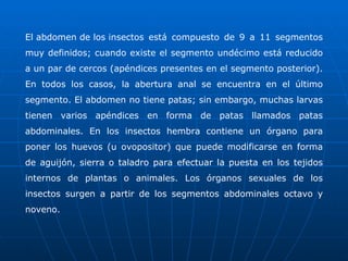 El abdomen de los insectos está compuesto de 9 a 11 segmentos muy definidos; cuando existe el segmento undécimo está reducido a un par de cercos (apéndices presentes en el segmento posterior). En todos los casos, la abertura anal se encuentra en el último segmento. El abdomen no tiene patas; sin embargo, muchas larvas tienen varios apéndices en forma de patas llamados patas abdominales. En los insectos hembra contiene un órgano para poner los huevos (u ovopositor) que puede modificarse en forma de aguijón, sierra o taladro para efectuar la puesta en los tejidos internos de plantas o animales. Los órganos sexuales de los insectos surgen a partir de los segmentos abdominales octavo y noveno. 