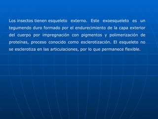 Los insectos tienen esqueleto externo. Este exoesqueleto es un tegumendo duro formado por el endurecimiento de la capa exterior del cuerpo por impregnación con pigmentos y polimerización de proteínas, proceso conocido como esclerotización. El esqueleto no se esclerotiza en las articulaciones, por lo que permanece flexible. 