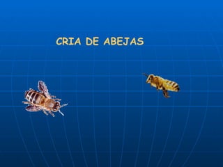 CRIA DE ABEJAS 