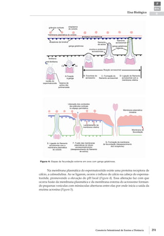 BSC
B
P
Eixo Biológico
251Consórcio Setentrional de Ensino a Distância
Figura 4: Etapas da fecundação externa em ovos com ganga gelatinosa.
Na membrana plasmática do espermatozóide existe uma proteína receptora de
cálcio, a calmodulina. Ao se ligarem, ocorre o influxo de cálcio na cabeça do esperma-
tozóide, promovendo a elevação do pH local (Figura 4). Essa alteração faz com que
ocorra fusão da membrana plasmática e da membrana externa do acrossomo forman-
do pequenas vesículas com minúsculas aberturas entre elas por onde inicia a saída da
enzima acrosina (Figura 5).
 