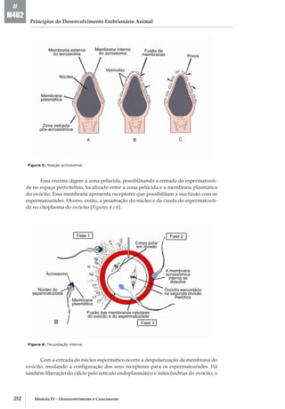 252 Módulo IV - Desenvolvimento e Crescimento
Princípios do Desenvolvimento Embrionário Animal
#
M4U2
Figura 5: Reação acrossomial.
Essa enzima digere a zona pelúcida, possibilitando a entrada do espermatozói-
de no espaço perivitelino, localizado entre a zona pelúcida e a membrana plasmática
do ovócito. Essa membrana apresenta receptores que possibilitam a sua fusão com os
espermatozóides. Ocorre, então, a penetração do núcleo e da cauda do espermatozói-
de no citoplasma do ovócito (Figuras 4 e 6).
Figura 6: Fecundação interna.
Com a entrada do núcleo espermático ocorre a despolarização de membrana do
ovócito, mudando a configuração dos seus receptores para os espermatozóides. Há
também liberação do cálcio pelo retículo endoplasmático e mitocôndrias do ovócito, o
 