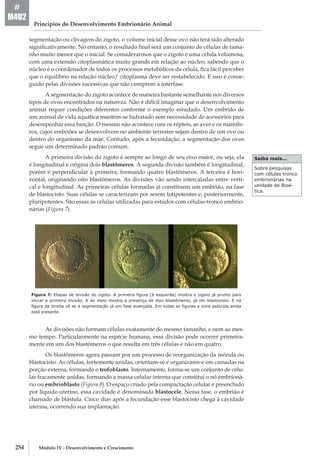 254 Módulo IV - Desenvolvimento e Crescimento
Princípios do Desenvolvimento Embrionário Animal
#
M4U2
segmentação ou clivagem do zigoto, o volume inicial desse ovo não terá sido alterado
significativamente. No entanto, o resultado final será um conjunto de células de tama-
nho muito menor que o inicial. Se considerarmos que o zigoto é uma célula volumosa,
com uma extensão citoplasmática muito grande em relação ao núcleo, sabendo que o
núcleo é o coordenador de todos os processos metabólicos da célula, fica fácil perceber
que o equilíbrio na relação núcleo/ citoplasma deve ser restabelecido. E isso é conse-
guido pelas divisões sucessivas que não cumprem a intérfase.
A segmentação do zigoto acontece de maneira bastante semelhante nos diversos
tipos de ovos encontrados na natureza. Não é difícil imaginar que o desenvolvimento
animal requer condições diferentes conforme o exemplo estudado. Um embrião de
um animal de vida aquática mantém­-se hidratado sem necessidade de acessórios para
desempenhar essa função. O mesmo não acontece com os répteis, as aves e os mamífe-
ros, cujos embriões se desenvolvem no ambiente terrestre sejam dentro de um ovo ou
dentro do organismo da mãe. Contudo, após a fecundação, a segmentação dos ovos
segue um determinado padrão comum.
A primeira divisão do zigoto é sempre ao longo de seu eixo maior, ou seja, ela
é longitudinal e origina dois blastômeros. A segunda divisão também é longitudinal,
porém é perpendicular à primeira, formando quatro blastômeros. A terceira é hori-
zontal, originando oito blastômeros. As divisões vão sendo intercaladas entre verti-
cal e longitudinal. As primeiras células formadas já constituem um embrião, na fase
de blastocisto. Suas células se caracterizam por serem totipotentes e, posteriormente,
pluripotentes. São essas as células utilizadas para estudos com células­-tronco embrio-
nárias (Figura 7).
Figura 7: Etapas de divisão do zigoto. A primeira figura (à esquerda) mostra o zigoto já pronto para
iniciar a primeira divisão. A do meio mostra a presença de dois blastômeros, já em blastocisto. E na
figura da direita vê­se a segmentação já em fase avançada. Em todas as figuras a zona pelúcida ainda
está presente.
As divisões não formam células exatamente do mesmo tamanho, e nem ao mes-
mo tempo. Particularmente na espécie humana, essa divisão pode ocorrer primeira-
mente em um dos blastômeros o que resulta em três células e não em quatro.
Os blastômeros agora passam por um processo de reorganização da mórula ou
blastocisto. As células, fortemente unidas, orientam­-se e organizam­s-e em camadas na
porção externa, formando o trofoblasto. Internamente, forma­-se um conjunto de célu-
las fracamente unidas, formando a massa celular interna que constitui o nó embrioná-
rio ou embrioblasto (Figura 8). O espaço criado pela compactação celular é preenchido
por líquido uterino, essa cavidade é denominada blastocele. Nessa fase, o embrião é
chamado de blástula. Cinco dias após a fecundação esse blastocisto chega à cavidade
uterina, ocorrendo sua implantação.
Sobre pesquisas
com células tronco
embrionárias na
unidade de Bioé-
tica.
Saiba mais...
 