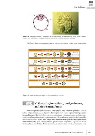 BSC
B
P
Eixo Biológico
255Consórcio Setentrional de Ensino a Distância
Figura 8: O esquema mostra o trofoblasto (a), o embrioblasto (b) e a blastocele (c). A figura a direita
mostra uma blástula, em montagem total (in toto) ainda envolvida pela zona pelúcida.
Na figura 9 temos, um esquema com a segmentação em várias espécies animais.
Figura 9: Esquema da segmentação em diversas espécies animais.
V. Gastrulação (anfioxo, ouriço­-do-­mar,
anfíbios e mamíferos)
O termo gastrulação se refere à formação de uma cavidade primitiva, que no
futuro originará a cavidade digestiva. Nesse processo, ocorre a primeira organização
tecidual do embrião. Em todos os grupos animais, até essa etapa, o desenvolvimento é
muito semelhante quanto aos processos envolvidos. A fase de organização dos tecidos
embrionários talvez seja a mais importante de todas as etapas do desenvolvimento
embrionário-­fetal, pois é nesse período que as células adquirem a capacidade de de-
terminação do seu destino. Nesse momento, as células estão envolvidas em uma série
#M4U2
 