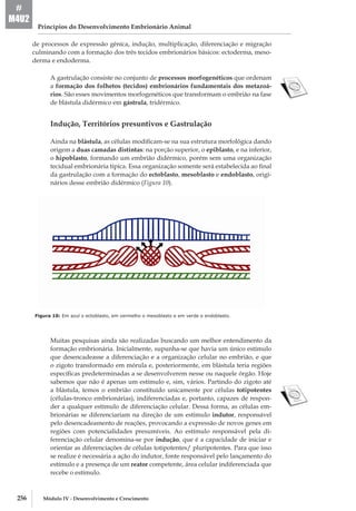 256 Módulo IV - Desenvolvimento e Crescimento
Princípios do Desenvolvimento Embrionário Animal
#
M4U2
de processos de expressão gênica, indução, multiplicação, diferenciação e migração
culminando com a formação dos três tecidos embrionários básicos: ectoderma, meso-
derma e endoderma.
A gastrulação consiste no conjunto de processos morfogenéticos que ordenam
a formação dos folhetos (tecidos) embrionários fundamentais dos metazoá-
rios. São esses movimentos morfogenéticos que transformam o embrião na fase
de blástula didérmico em gástrula, tridérmico.
Indução, Territórios presuntivos e Gastrulação
Ainda na blástula, as células modificam-­se na sua estrutura morfológica dando
origem a duas camadas distintas: na porção superior, o epiblasto, e na inferior,
o hipoblasto, formando um embrião didérmico, porém sem uma organização
tecidual embrionária típica. Essa organização somente será estabelecida ao final
da gastrulação com a formação do ectoblasto, mesoblasto e endoblasto, origi-
nários desse embrião didérmico (Figura 10).
Figura 10: Em azul o ectoblasto, em vermelho o mesoblasto e em verde o endoblasto.
Muitas pesquisas ainda são realizadas buscando um melhor entendimento da
formação embrionária. Inicialmente, supunha­-se que havia um único estímulo
que desencadeasse a diferenciação e a organização celular no embrião, e que
o zigoto transformado em mórula e, posteriormente, em blástula teria regiões
específicas predeterminadas a se desenvolverem nesse ou naquele órgão. Hoje
sabemos que não é apenas um estímulo e, sim, vários. Partindo do zigoto até
a blástula, temos o embrião constituído unicamente por células totipotentes
(células­-tronco embrionárias), indiferenciadas e, portanto, capazes de respon-
der a qualquer estímulo de diferenciação celular. Dessa forma, as células em-
brionárias se diferenciariam na direção de um estímulo indutor, responsável
pelo desencadeamento de reações, provocando a expressão de novos genes em
regiões com potencialidades presumíveis. Ao estímulo responsável pela di-
ferenciação celular denomina-­se por indução, que é a capacidade de iniciar e
orientar as diferenciações de células totipotentes/ pluripotentes. Para que isso
se realize é necessária a ação do indutor, fonte responsável pelo lançamento do
estímulo e a presença de um reator competente, área celular indiferenciada que
recebe o estímulo.
 