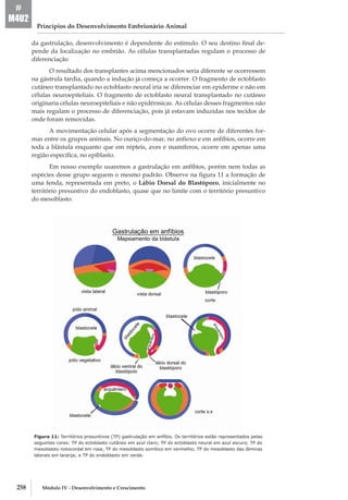 258 Módulo IV - Desenvolvimento e Crescimento
Princípios do Desenvolvimento Embrionário Animal
#
M4U2
da gastrulação, desenvolvimento é dependente do estímulo. O seu destino final de-
pende da localização no embrião. As células transplantadas regulam o processo de
diferenciação
O resultado dos transplantes acima mencionados seria diferente se ocorressem
na gástrula tardia, quando a indução já começa a ocorrer. O fragmento de ectoblasto
cutâneo transplantado no ectoblasto neural iria se diferenciar em epiderme e não em
células neuroepiteliais. O fragmento de ectoblasto neural transplantado no cutâneo
originaria células neuroepiteliais e não epidérmicas. As células desses fragmentos não
mais regulam o processo de diferenciação, pois já estavam induzidas nos tecidos de
onde foram removidas.
A movimentação celular após a segmentação do ovo ocorre de diferentes for-
mas entre os grupos animais. No ouriço­-do-­mar, no anfioxo e em anfíbios, ocorre em
toda a blástula enquanto que em répteis, aves e mamíferos, ocorre em apenas uma
região específica, no epiblasto.
Em nosso exemplo usaremos a gastrulação em anfíbios, porém nem todas as
espécies desse grupo seguem o mesmo padrão. Observe na figura 11 a formação de
uma fenda, representada em preto, o Lábio Dorsal do Blastóporo, inicialmente no
território presuntivo do endoblasto, quase que no limite com o território presuntivo
do mesoblasto.
Figura 11: Territórios presuntivos (TP) gastrulação em anfíbio. Os territórios estão representados pelas
seguintes cores: TP do ectoblasto cutâneo em azul claro; TP do ectoblasto neural em azul escuro; TP do
mesoblasto notocordal em rosa; TP do mesoblasto somítico em vermelho; TP do mesoblasto das lâminas
laterais em laranja; e TP do endoblasto em verde.
 