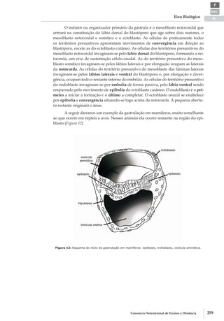 BSC
B
P
Eixo Biológico
259Consórcio Setentrional de Ensino a Distância
O indutor ou organizador primário da gástrula é o mesoblasto notocordal que
entrará na constituição do lábio dorsal do blastóporo que age sobre dois reatores, o
mesoblasto notocordal e somítico e o ectoblasto. As células de praticamente todos
os territórios presuntivos apresentam movimentos de convergência em direção ao
blastóporo, exceto as do ectoblasto cutâneo. As células dos territórios presuntivos do
mesoblasto notocordal invaginam-­se pelo lábio dorsal do blastóporo, formando a no-
tocorda, um eixo de sustentação céfalo­-caudal. As do território presuntivo do meso-
blasto somítico invaginam­-se pelos lábios laterais e por elongação ocupam as laterais
da notocorda. As células do território presuntivo do mesoblasto das lâminas laterais
invaginam­-se pelos lábios laterais e ventral do blastóporo e, por elongação e diver-
gência, ocupam todo o restante interno do embrião. As células do território presuntivo
do endoblasto invaginam-­se por embolia de forma passiva, pelo lábio ventral sendo
empurrado pelo movimento de epibolia do ectoblasto cutâneo. O endoblasto é o pri-
meiro a iniciar a formação e o último a completar. O ectoblasto neural se estabelece
por epibolia e convergência situando­-se logo acima da notocorda. A pequena abertu-
ra restante originará o ânus.
A seguir daremos um exemplo da gastrulação em mamíferos, muito semelhante
ao que ocorre em répteis e aves. Nesses animais ela ocorre somente na região do epi-
blasto (Figura 12)
Figura 12: Esquema do início da gastrulação em mamíferos: epiblasto, trofoblasto, vesícula amniótica.
 