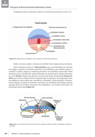 260 Módulo IV - Desenvolvimento e Crescimento
Princípios do Desenvolvimento Embrionário Animal
#
M4U2
O epiblasto pode ser mapeado conforme os territórios presuntivos (Figura 13).
Figura 13: Mapeamento do epiblasto e seus respectivos territórios presuntitvos.
Todos os tecidos, órgãos e sistemas do embrião terão origem dessas estruturas.
Nesse momento, forma-­se a linha primitiva, que vai aumentando em extensão
até atingir as células do território presuntivo do endoblasto, que também passam a
constituí­la. Então, chegam ao território presuntivo do mesoblasto notocordal. Nesse
momento cessou a progressão celular formando um amontoado de células denomina-
do nó de Hensen. Surge uma abertura, em forma de fenda, denominada fosseta pri-
mitiva, por onde as células iniciam a migração por invaginação. Essa migração ocorre
em seqüência, pelas células que constituem e delimitam a linha primitiva. Primeira-
mente migram as células do território presuntivo do mesoblasto das lâminas laterais
seguidas pelas do território presuntivo do endoblasto e do território presuntivo do
mesoblasto notocordal (Figura 14).
Figura 14: Corte transversal da linha primitiva com migração celular formando o endoblasto, células em
vermelho.
 