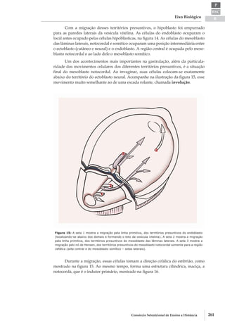 BSC
B
P
Eixo Biológico
261Consórcio Setentrional de Ensino a Distância
Com a migração desses territórios presuntivos, o hipoblasto foi empurrado
para as paredes laterais da vesícula vitelina. As células do endoblasto ocuparam o
local antes ocupado pelas células hipoblásticas, na figura 14. As células do mesoblasto
das lâminas laterais, notocordal e somítico ocuparam uma posição intermediária entre
o ectoblasto (cutâneo e neural) e o endoblasto. A região central é ocupada pelo meso-
blasto notocordal e ao lado dele o mesoblasto somítico.
Um dos acontecimentos mais importantes na gastrulação, além da particula-
ridade dos movimentos celulares dos diferentes territórios presuntivos, é a situação
final do mesoblasto notocordal. Ao invaginar, suas células colocam­-se exatamente
abaixo do território do ectoblasto neural. Acompanhe na ilustração da figura 15, esse
movimento muito semelhante ao de uma escada rolante, chamada involução.
Figura 15: A seta 1 mostra a migração pela linha primitiva, dos territórios presuntivos do endoblasto
(localizando-­se abaixo dos demais e formando o teto da vesícula vitelina). A seta 2 mostra a migração
pela linha primitiva, dos territórios presuntivos do mesoblasto das lâminas laterais. A seta 3 mostra a
migração pelo nó de Hensen, dos territórios presuntivos do mesoblasto notocordal somente para a região
cefálica (seta central e do mesoblasto somítico – setas laterais).
Durante a migração, essas células tomam a direção cefálica do embrião, como
mostrado na figura 15. Ao mesmo tempo, forma uma estrutura cilíndrica, maciça, a
notocorda, que é o indutor primário, mostrado na figura 16.
 