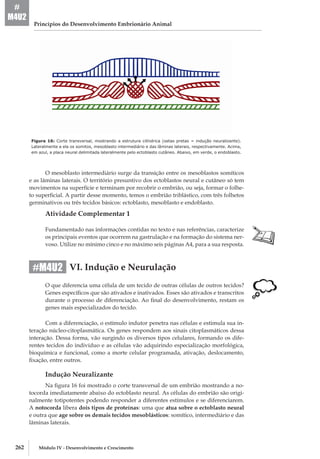 262 Módulo IV - Desenvolvimento e Crescimento
Princípios do Desenvolvimento Embrionário Animal
#
M4U2
Figura 16: Corte transversal, mostrando a estrutura cilíndrica (setas pretas = indução neuralizante).
Lateralmente a ela os somitos, mesoblasto intermediário e das lâminas laterais, respectivamente. Acima,
em azul, a placa neural delimitada lateralmente pelo ectoblasto cutâneo. Abaixo, em verde, o endoblasto.
O mesoblasto intermediário surge da transição entre os mesoblastos somíticos
e as lâminas laterais. O território presuntivo dos ectoblastos neural e cutâneo só tem
movimentos na superfície e terminam por recobrir o embrião, ou seja, formar o folhe-
to superficial. A partir desse momento, temos o embrião triblástico, com três folhetos
germinativos ou três tecidos básicos: ectoblasto, mesoblasto e endoblasto.
Atividade Complementar 1
Fundamentado nas informações contidas no texto e nas referências, caracterize
os principais eventos que ocorrem na gastrulação e na formação do sistema ner-
voso. Utilize no mínimo cinco e no máximo seis páginas A4, para a sua resposta.
VI. Indução e Neurulação
O que diferencia uma célula de um tecido de outras células de outros tecidos?
Genes específicos que são ativados e inativados. Esses são ativados e transcritos
durante o processo de diferenciação. Ao final do desenvolvimento, restam os
genes mais especializados do tecido.
Com a diferenciação, o estímulo indutor penetra nas células e estimula sua in-
teração núcleo-­citoplasmática. Os genes respondem aos sinais citoplasmáticos dessa
interação. Dessa forma, vão surgindo os diversos tipos celulares, formando os dife-
rentes tecidos do indivíduo e as células vão adquirindo especialização morfológica,
bioquímica e funcional, como a morte celular programada, ativação, deslocamento,
fixação, entre outros.
Indução Neuralizante
Na figura 16 foi mostrado o corte transversal de um embrião mostrando a no-
tocorda imediatamente abaixo do ectoblasto neural. As células do embrião são origi-
nalmente totipotentes podendo responder a diferentes estímulos e se diferenciarem.
A notocorda libera dois tipos de proteínas: uma que atua sobre o ectoblasto neural
e outra que age sobre os demais tecidos mesoblásticos: somítico, intermediário e das
lâminas laterais.
#M4U2
 