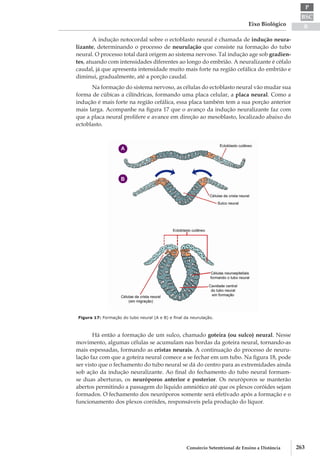 BSC
B
P
Eixo Biológico
263Consórcio Setentrional de Ensino a Distância
A indução notocordal sobre o ectoblasto neural é chamada de indução neura-
lizante, determinando o processo de neurulação que consiste na formação do tubo
neural. O processo total dará origem ao sistema nervoso. Tal indução age sob gradien-
tes, atuando com intensidades diferentes ao longo do embrião. A neuralizante é céfalo­
caudal, já que apresenta intensidade muito mais forte na região cefálica do embrião e
diminui, gradualmente, até a porção caudal.
Na formação do sistema nervoso, as células do ectoblasto neural vão mudar sua
forma de cúbicas a cilíndricas, formando uma placa celular, a placa neural. Como a
indução é mais forte na região cefálica, essa placa também tem a sua porção anterior
mais larga. Acompanhe na figura 17 que o avanço da indução neuralizante faz com
que a placa neural prolifere e avance em direção ao mesoblasto, localizado abaixo do
ectoblasto.
Figura 17: Formação do tubo neural (A e B) e final da neurulação.
Há então a formação de um sulco, chamado goteira (ou sulco) neural. Nesse
movimento, algumas células se acumulam nas bordas da goteira neural, tornando-­as
mais espessadas, formando as cristas neurais. A continuação do processo de neuru-
lação faz com que a goteira neural comece a se fechar em um tubo. Na figura 18, pode
ser visto que o fechamento do tubo neural se dá do centro para as extremidades ainda
sob ação da indução neuralizante. Ao final do fechamento do tubo neural formam­-
se duas aberturas, os neuróporos anterior e posterior. Os neuróporos se manterão
abertos permitindo a passagem do líquido amniótico até que os plexos coróides sejam
formados. O fechamento dos neuróporos somente será efetivado após a formação e o
funcionamento dos plexos coróides, responsáveis pela produção do líquor.
 