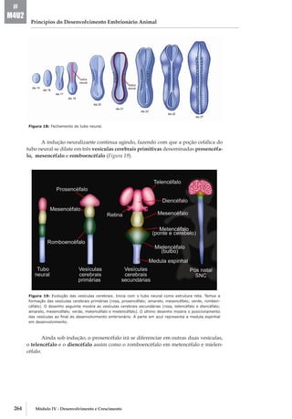 264 Módulo IV - Desenvolvimento e Crescimento
Princípios do Desenvolvimento Embrionário Animal
#
M4U2
Figura 18: Fechamento do tubo neural.
A indução neuralizante continua agindo, fazendo com que a poção cefálica do
tubo neural se dilate em três vesículas cerebrais primitivas denominadas prosencéfa-
lo, mesencéfalo e romboencéfalo (Figura 19).
Figura 19: Evolução das vesículas cerebrais. Inicia com o tubo neural como estrutura reta. Temos a
formação das vesículas cerebrais primárias (rosa, prosencéfalo; amarelo, mesencéfalo; verde, romben-
céfalo). O desenho seguinte mostra as vesículas cerebrais secundárias (rosa, telencéfalo e diencéfalo;
amarelo, mesencéfalo; verde, metencéfalo e mielencéfalo). O último desenho mostra o posicionamento
das vesículas ao final do desenvolvimento embrionário. A parte em azul representa a medula espinhal
em desenvolvimento.
Ainda sob indução, o prosencéfalo irá se diferenciar em outras duas vesículas,
o telencéfalo e o diencéfalo assim como o romboencéfalo em metencéfalo e mielen-
céfalo.
 