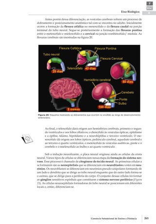 BSC
B
P
Eixo Biológico
265Consórcio Setentrional de Ensino a Distância
Antes porém dessa diferenciação, as vesículas cerebrais sofrem um processo de
dobramento e posicionamento anatômico tal com se encontra no adulto. Inicialmente
ocorre a formação da flexura cefálica no mesencéfalo e da flexura caudal na porção
terminal do tubo neural. Segue­-se posteriormente a formação das flexuras pontina
entre o metencéfalo e mielencéfalo e a cervical na junção rombencéfalo/ medula. As
flexuras cerebrais são mostradas na figura 20.
Figura 20: Esquema mostrando os dobramentos que ocorrem no encéfalo ao longo do desenvolvimento
embrionário.
Ao final, o telencéfalo dará origem aos hemisférios cerebrais, primeiro e segun-
do ventrículos e aos lobos olfativos; o diencéfalo às vesículas ópticas, epitálamo
e a epífise, tálamo, hipotálamo e a neurohipófise e terceiro ventrículo. O me-
sencéfalo dá origem aos lobos ópticos, pedúnculo cerebral, aqueduto cerebral e
ao terceiro e quarto ventrículos; o metencéfalo às vesículas auditivas, ponte e o
cerebelo e o mielencéfalo ao bulbo e ao quarto ventrículo.
Sob a indução neuralizante, a placa neural originou ainda as células da crista
neural. Vários tipos de células se diferenciam nessa etapa da formação do sistema ner-
voso. Esse processo é chamado de citogênese do tecido neural. As primeiras células a
se formarem são as neroepiteliais que se diferenciam em neuroblastos e estes em neu-
rônios. Os neuroblastos se diferenciam em neurônios pseudo­-unipolares formando de
um lado o dendrito que se dirige ao tubo neural enquanto que do outro lado forma-­se
o axônio, que se dirige para a periferia do corpo. O conjunto dessas células irá formar
os gânglios sensitivos espinhais que constituem o sistema nervoso periférico (Figura
21). As células neuroepiteliais formadoras do tubo neural se posicionam em diferentes
locais e, então, diferenciam­-se.
 