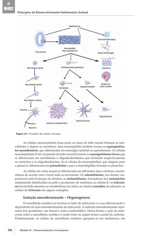 266 Módulo IV - Desenvolvimento e Crescimento
Princípios do Desenvolvimento Embrionário Animal
#
M4U2
Figura 21: Formação das células nervosas.
As células neuroepiteliais fixas junto ao lume do tubo neural formam os neu-
roblastos e depois os neurônios. Esse neuroepitélio também forma os espongioblas-
tos ependimários, que diferenciam em neuróglia epitelial ou ependimária. As células
neuroepiteliais livres na parede do tubo neural formam os espongioblastos livres que
se diferenciam em astroblastos e oligodendroblastos que formarão respectivamente
os astrócitos e os oligodendrócitos. Já as células do neuroepiteliais que migram para
a pineal se diferenciam em pinealócitos e para a neurohipófise formam os pituícitos.
As células da crista neural se diferenciam em diferentes tipos celulares caracte-
rísticas de acordo com o local onde se encontram. Os odontoblastos, nos dentes, res-
ponsáveis pela formação da dentina; os melanoblastos, formadores dos melanócitos
amplamente distribuídos na pele e produtores de melanina; as células C ou folicula-
res da tireóide atuantes no metabolismo do cálcio; as células cromafins da adrenal e as
células de Schwann são alguns exemplos.
Indução mesodermizante – Organogênese
O mesoblasto somítico se localiza ao lado da notocorda e a sua diferenciação é
dependente da ação mesodermizante da notocorda. A indução mesodermizante apre-
senta dois gradientes: um lateral e outro caudo­cefálico. Dessa forma, a ação da noto-
corda sobre o mesoblasto somítico é muito forte na região tronco­-caudal do embrião.
Primeiramente, as células do mesoblasto somítico agrupam-­se em metâmeros, em
 