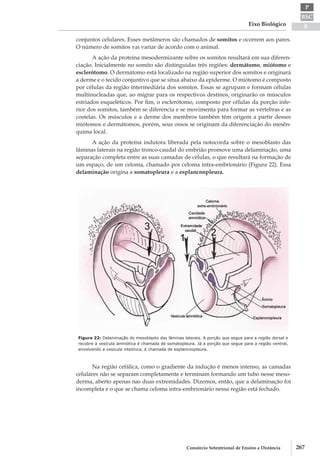 BSC
B
P
Eixo Biológico
267Consórcio Setentrional de Ensino a Distância
conjuntos celulares. Esses metâmeros são chamados de somitos e ocorrem aos pares.
O número de somitos vai variar de acordo com o animal.
A ação da proteína mesodermizante sobre os somitos resultará em sua diferen-
ciação. Inicialmente no somito são distinguidas três regiões: dermátomo, miótomo e
esclerótomo. O dermátomo está localizado na região superior dos somitos e originará
a derme e o tecido conjuntivo que se situa abaixo da epiderme. O miótomo é composto
por células da região intermediária dos somitos. Essas se agrupam e formam células
multinucleadas que, ao migrar para os respectivos destinos, originarão os músculos
estriados esqueléticos. Por fim, o esclerótomo, composto por células da porção infe-
rior dos somitos, também se diferencia e se movimenta para formar as vértebras e as
costelas. Os músculos e a derme dos membros também têm origem a partir desses
miótomos e dermátomos, porém, seus ossos se originam da diferenciação do mesên-
quima local.
A ação da proteína indutora liberada pela notocorda sobre o mesoblasto das
lâminas laterais na região tronco-­caudal do embrião promove uma delaminação, uma
separação completa entre as suas camadas de células, o que resultará na formação de
um espaço, de um celoma, chamado por celoma intra­-embrionário (Figura 22). Essa
delaminação origina a somatopleura e a esplancnopleura.
Figura 22: Delaminação do mesoblasto das lâminas laterais. A porção que segue para a região dorsal e
recobre a vesícula amniótica é chamada de somatopleura. Já a porção que segue para a região ventral,
envolvendo a vesícula vitelínica, é chamada de esplancnopleura.
Na região cefálica, como o gradiente da indução é menos intenso, as camadas
celulares não se separam completamente e terminam formando um tubo nesse meso-
derma, aberto apenas nas duas extremidades. Dizemos, então, que a delaminação foi
incompleta e o que se chama celoma intra­-embrionário nessa região está fechado.
 