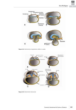 BSC
B
P
Eixo Biológico
269Consórcio Setentrional de Ensino a Distância
Figura 24: Dobramentos longitudinais cefálico e caudal.
Figura 25: Dobramento transversal.
 