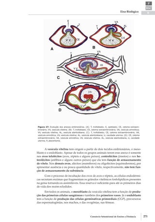 BSC
B
P
Eixo Biológico
271Consórcio Setentrional de Ensino a Distância
Figura 27: Evolução dos anexos embrionários. (A): T, trofoblasto; E, epiblasto; CE, celoma extraem-
brionário; VV, vesícula vitelina. (B): T, trofoblasto; CE, celoma extraembrionário; VA, vesícula amniótica;
VV, vesícula vitelina; AL, vesícula alantoideana. (C): T, trofoblasto; CE, celoma extraembrionário; VA,
vesícula amniótica; VV, vesícula vitelina; AL, vesícula alantoideana; U, cavidade uterina. (D): CE, celoma
extraembrionário; VA, vesícula amniótica; VV, vesícula vitelina; AL, vesícula alantoideana, U, cavidade
uterina; P, placentoma.
A vesícula vitelina tem origem a partir de dois tecidos embrionários, o meso-
blasto e o endoblasto. Apesar de todos os grupos animais terem esse anexo é somente
nos ovos telolécitos (aves, répteis e alguns peixes), centrolécitos (insetos) e nos he-
terolécitos (anfíbios e alguns outros peixes) que ela tem função de armazenamento
de vitelo. Nos demais ovos, alécitos (mamíferos) ou oligolécitos (equinodermos), por
apresentar ausência e ou pouca quantidade de vitelo, respectivamente, não tem fun-
ção de armazenamento da substância.
Com o processo de incubação dos ovos de aves e répteis, as células endodérmi-
cas secretam enzimas que fragmentam os grânulos vitelínicos fosfolipídicos presentes
na gema tornando­-os assimiláveis. Essa reserva é suficiente para até os primeiros dias
de vida dos recém eclodidos.
Em todos os animais, o mesoblasto da vesícula vitelina tem a função de produ-
ção das primeiras células sangüíneas e também dos primeiros vasos. Já o endoblasto
tem a função de produção das células germinativas primordiais (CGP), precursoras
das espermatogônias, nos machos, e das ovogônias, nas fêmeas.
 