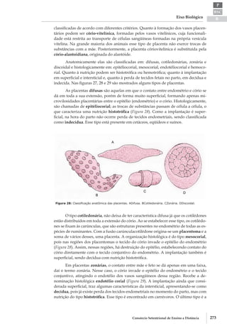 BSC
B
P
Eixo Biológico
273Consórcio Setentrional de Ensino a Distância
classificadas de acordo com diferentes critérios. Quanto à formação dos vasos placen-
tários podem ser cório-vitelínica, formadas pelos vasos vitelínicos, cuja funcionali-
dade está restrita ao transporte de células sangüíneas formadas na própria vesícula
vitelina. Na grande maioria dos animais esse tipo de placenta não exerce trocas de
substâncias com a mãe. Posteriormente, a placenta cório­vitelínica é substituída pela
cório­-alantoidiana, originada do alantóide.
Anatomicamente elas são classificadas em: difusas, cotiledonárias, zonária e
discoidal e histologicamente em: epitéliocorial, mesocorial, endotéliocorial e hemoco-
rial. Quanto à nutrição podem ser histotrófica ou hemotrófica; quanto à implantação
em superficial e intersticial e, quanto à perda de tecidos fetais no parto, em decídua e
indecída. Nas figuras 27, 28 e 29 são mostrados alguns tipos de placentas.
As placentas difusas são aquelas em que o contato entre endométrio e cório se
dá em toda a sua extensão, porém de forma muito superficial, formando apenas mi-
crovilosidades placentárias entre o epitélio (endométrio) e o cório. Histologicamente,
são chamadas de epitéliocorial; as trocas de substâncias passam de célula a célula, o
que caracteriza uma nutrição histotrófica (Figura 28). Como a implantação é super-
ficial, na hora do parto não ocorre perda de tecidos endometriais, sendo classificada
como indecídua. Esse tipo está presente em cetáceos, eqüídeos e suínos.
Figura 28: Classificação anatômica das placentas. ADifusa. BCotiledonária. CZonária. DDiscoidal.
O tipo cotiledonária, não deixa de ter característica difusa já que os cotilédones
estão distribuídos em toda a extensão do cório. Ao se estabelecer esse tipo, os cotilédo-
nes se fixam às carúnculas, que são estruturas presentes no endométrio de todas as es-
pécies de ruminantes. Com a fusão carúncula­cotilédone origina-­se um placentoma e a
soma de vários desses, uma placenta. A organização histológica é do tipo mesocorial,
pois nas regiões dos placentomas o tecido do cório invade o epitélio do endométrio
(Figura 28). Assim, nessas regiões, há destruição do epitélio, estabelecendo contato do
cório diretamente com o tecido conjuntivo do endométrio. A implantação também é
superficial, sendo decídua com nutrição histotrófica.
Em placentas zonárias, o contato entre mãe e feto se dá apenas em uma faixa,
daí o termo zonária. Nesse caso, o cório invade o epitélio do endométrio e o tecido
conjuntivo, atingindo o endotélio dos vasos sangüíneos dessa região. Recebe a de-
nominação histológica endotélio corial (Figura 29). A implantação ainda que consi-
derada superficial, traz algumas características da intersticial, apresentando­-se como
decídua, pois já existe perda dos tecidos endometriais no momento do parto, mas com
nutrição do tipo histotrófica. Esse tipo é encontrado em carnívoros. O último tipo é a
 