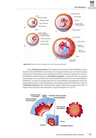 BSC
B
P
Eixo Biológico
275Consórcio Setentrional de Ensino a Distância
Figura 30: Placenta humana, transição da forma difusa para discoidal
Nas vilosidades primárias há formação de um eixo de citotrofoblasto envolvi-
do pelo sinciciotrofoblasto em contato com o sangue materno que circula nos espaços
intervilosos. O mesoderma extra­-embrionário do cório invade o interior do eixo de ci-
totrofoblasto transformando em vilosidade secundária. As alças de todos os capilares
vão interligar com a vascularização intra-­embrionária através dos vasos alantoidiano/
umbilicais, ou seja, há vascularização do eixo de mesoblasto caracterizando uma vilo-
sidade terciária que contém fibroblastos e macrófagos (células de Hofbauer). Todas as
vilosidades terciárias estão banhadas pelo sangue materno dos espaços intervilos. As
etapas dessa formação estão ilustradas a seguir nas figuras 31, 32 e 33.
 