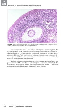 246 Módulo IV - Desenvolvimento e Crescimento
Princípios do Desenvolvimento Embrionário Animal
#
M4U2
Figura 1: Figura mostrando um corte do ovário com um folículo maduro contendo o ovócito no centro.
Também pode ser visto na periferia vários folículos primários.
A ovulação ocorre quando esse folículo estiver pronto, em conseqüência das
altas concentrações de LH. Com a ovulação, o ovócito secundário é captado pelas fím-
brias da tuba uterina e levado para o seu interior onde permanecerá ativo por aproxi-
madamente 24 horas. Após esse tempo, haverá degeneração de todas as suas estrutu-
ras. A segunda divisão meiótica somente ocorrerá com a entrada do espermatozóide
no ovócito, sendo, portanto, pós-­ovulatória.
Na figura 2, são mostradas as etapas da ovogênese e da espermatogênese. Note
que a partir das células diplóides, na espermatogênese, formam-­se quatro haplóides
enquanto que, na ovogênese, apenas uma e dois corpúsculos polares. O primeiro é
formando ainda antes da ovulação e o segundo é pós­-ovulatório.
 