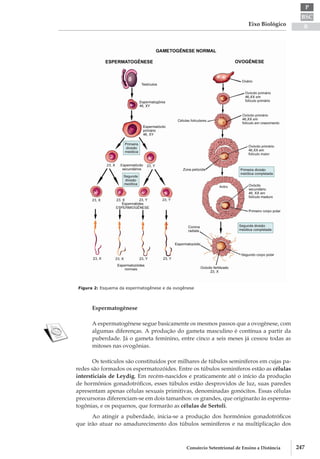 BSC
B
P
Eixo Biológico
247Consórcio Setentrional de Ensino a Distância
Figura 2: Esquema da espermatogênese e da ovogênese
Espermatogênese
A espermatogênese segue basicamente os mesmos passos que a ovogênese, com
algumas diferenças. A produção do gameta masculino é contínua a partir da
puberdade. Já o gameta feminino, entre cinco a seis meses já cessou todas as
mitoses nas ovogônias.
Os testículos são constituídos por milhares de túbulos seminíferos em cujas pa-
redes são formados os espermatozóides. Entre os túbulos seminíferos estão as células
intersticiais de Leydig. Em recém­-nascidos e praticamente até o início da produção
de hormônios gonadotróficos, esses túbulos estão desprovidos de luz, suas paredes
apresentam apenas células sexuais primitivas, denominadas gonócitos. Essas células
precursoras diferenciam­-se em dois tamanhos: os grandes, que originarão às esperma-
togônias, e os pequenos, que formarão as células de Sertoli.
Ao atingir a puberdade, inicia­-se a produção dos hormônios gonadotróficos
que irão atuar no amadurecimento dos túbulos seminíferos e na multiplicação dos
 