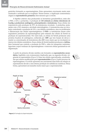 248 Módulo IV - Desenvolvimento e Crescimento
Princípios do Desenvolvimento Embrionário Animal
#
M4U2
gonócitos formando as espermatogônias. Estas apresentam crescimento muito mais
acentuado e acelerado que as ovogônias. Nesses termos, a duplicação cromossômica
origina os espermatócitos primários, bem menores que o ovócito.
A hipófise anterior atua produzindo os hormônios gonadotróficos, entre eles
o FSH, o LH e a prolactina. A produção de LH estimula as células intersticiais de
Leydig a produzirem andrógenos, principalmente a testosterona. Essas células são
responsáveis pela produção de 95% da testosterona circulante. A prolactina, junta-
mente com o LH, aumenta a atividade esteroidogênica. A testosterona atua na circu-
lação controlando a produção de LH e, nos túbulos seminíferos, atua na proliferação
e diferenciação das células espermatogênicas. O FSH e a testosterona atuam como
reguladores primários da espermatogênese pelo estímulo das células de Sertoli na
produção de espermatozóides. Por outro lado, as células de Sertoli produzem uma
proteína fixadora de andrógenos, conhecida por ABP, que tem função de elevar e
manter as concentrações de testosterona alta (200 vezes maior que na circulação) no
interior dos túbulos seminíferos. Essas células de Sertoli também produzem a inibina,
fator hormonal que controla a produção de FSH e, além de transportar nutrientes,
fagocitam corpos residuais da espermatogênese e removem células germinativas em
degeneração.
A partir da primeira divisão meiótica são formados os espermatócitos secun-
dários, haplóides com cromossomos duplicados que, na segunda divisão, ori-
ginarão às espermátides (Figura 2). Estas são células especializadas, arredonda-
das que sofrem modificações para espermatozóides (Figura 3) pelo processo da
espermiogênese. O ovócito apresenta um crescimento mais lento em relação ao
espermatócito devido a uma intensa produção de substâncias nutritivas. Dessa
forma, apresentará um tamanho muito maior que o espermatozóide.
Figura 3: Formação do Espermatozóide.
 