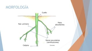 MORFOLOGÍA
Cuello
Raíz primaria
Raíces secundarias
(ramificaciones)
Pelos
absorbentes
Caliptra Funciones
 