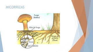 MICORRIZAS
 
