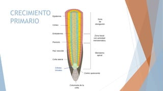 CRECIMIENTO
PRIMARIO
 