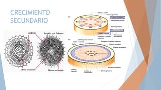 CRECIMIENTO
SECUNDARIO
 