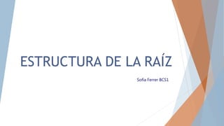 ESTRUCTURA DE LA RAÍZ
Sofía Ferrer BCS1
 