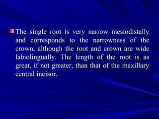 The single root is very narrow mesiodistallyThe single root is very narrow mesiodistally
and corresponds to the narrowness of theand corresponds to the narrowness of the
crown, although the root and crown are widecrown, although the root and crown are wide
labiolingually. The length of the root is aslabiolingually. The length of the root is as
great, if not greater, than that of the maxillarygreat, if not greater, than that of the maxillary
central incisor.central incisor.
 