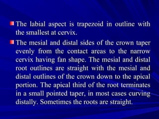 The labial aspect is trapezoid in outline withThe labial aspect is trapezoid in outline with
the smallest at cervix.the smallest at cervix.
The mesial and distal sides of the crown taperThe mesial and distal sides of the crown taper
evenly from the contact areas to the narrowevenly from the contact areas to the narrow
cervix having fan shape. The mesial and distalcervix having fan shape. The mesial and distal
root outlines are straight with the mesial androot outlines are straight with the mesial and
distal outlines of the crown down to the apicaldistal outlines of the crown down to the apical
portion. The apical third of the root terminatesportion. The apical third of the root terminates
in a small pointed taper, in most cases curvingin a small pointed taper, in most cases curving
distally. Sometimes the roots are straightdistally. Sometimes the roots are straight..
 
